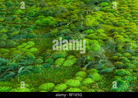 Farne & Moos bedeckt Wald, Pennsylvania, USA Stockfoto