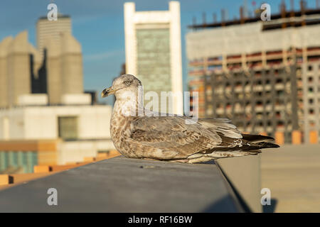 Einsame Seagull sich auf Gebäude in Boston, USA Stockfoto