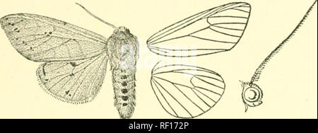 . Katalog der Lepidoptera Phalaenae im British Museum. Motten. DIACIMSIA. 319 nach außen; agaiu Zilien ochreous. Hinterflügeln]) aler Grün; Zilien ochreous. Hah. Ecuador, Loja, 1S Typ + in Slg. Uognin. Alry&gt;. : JO millira. SiXT. Iii. (Isia). Antenuii; der männlichen Ciliated. A. Vorderflügel mit Serie von {Gelenke isahellu. B. in der Vorderflügel witli tvvu dit^ coidal Punkte Placida. C. Vorderflügel mit dunklen nmcuhite Bands, die Adern orange, auf Terminal Area definiert durch schwarze Streifen Intricata. 1821. Diacrisia Isabella. Phalana imbclla. Abt&amp; Smith, Lep. Georg II. pi.fi () (1797); Kirby, Cat. Het. S. 244. V Stockfoto