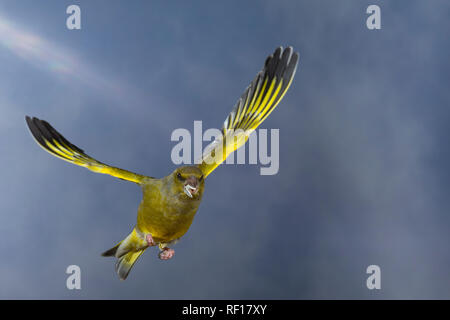 Grünfink, Grünling, Männchen, im Flug, Flugbild, fliegend, mit Vogelfutter im Schnabel, Grün-Fink, Chloris chloris, Carduelis chloris, Grünfink, mal Stockfoto