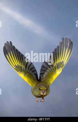 Grünfink, Grünling, Männchen, im Flug, Flugbild, fliegend, Grün-Fink, Chloris chloris, Carduelis chloris, Grünfink, männlich, Flug, Verdier d'Europa Stockfoto