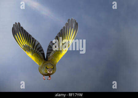 Grünfink, Grünling, Männchen, im Flug, Flugbild, fliegend, Grün-Fink, Chloris chloris, Carduelis chloris, Grünfink, männlich, Flug, Verdier d'Europa Stockfoto