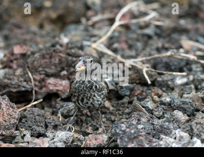 Darwin fink Medium Grundfinken (Geospiza Fortis), die Insel Isabela, Galapagos, Ecuador Stockfoto