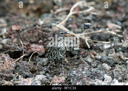 Darwin fink Medium Grundfinken (Geospiza Fortis) Steine entfernen auf der Suche nach Nahrungsmitteln, die Insel Isabela, Galapagos, Ecuador Stockfoto