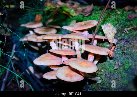 Gruppe von Waldpilzen, frühe Honig Agaric an einem sonnigen Tag Stockfoto