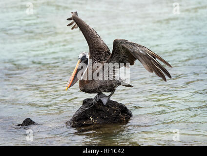 Brown pelican (Pelicanus Occidentalis urinator), eine Unterart endemisch auf Galapagos, die Insel Isabela, Galapagos, Ecuador Stockfoto