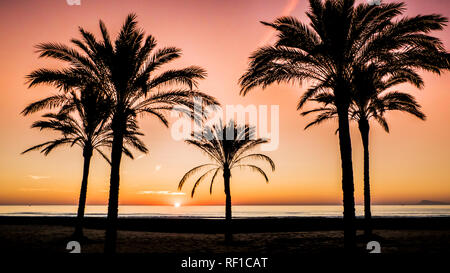 Sonne zwischen Palmen in einer Stadt am Strand von Cullera, Valencia, Spanien. Orange big Sun hinter dem Mittelmeer bei Sonnenaufgang/Sonnenuntergang. Stockfoto