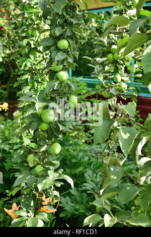 Die columnar Apple ist natürlicher Klon von einem Apfelbaum, der keine Verzweigungen Stockfoto