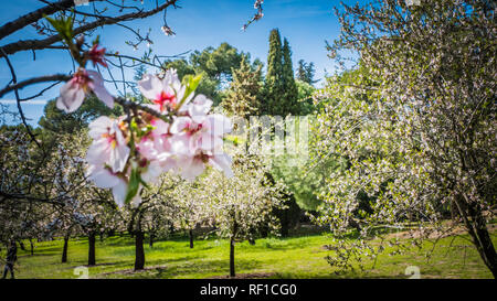 Mandelbäume blühen im Frühjahr in Europa. Schöne Nahaufnahme Foto von Blumen Mandelbaum in Madrid, Spanien im Quinta de Molinos Park Stockfoto