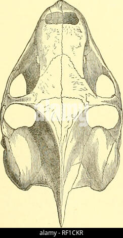 . Katalog Der chelonians, rhynchocephalians, und Krokodile im British Museum (Natural History). Chelonia (Gattung); Rhynchocephalia; Krokodile. . Bitte beachten Sie, dass diese Bilder sind von der gescannten Seite Bilder, die digital für die Lesbarkeit verbessert haben mögen - Färbung und Aussehen dieser Abbildungen können nicht perfekt dem Original ähneln. extrahiert. British Museum (Natural History). Abt. der Zoologie; Boulenger, George Albert, 1858-1937. London: Gedruckt im Auftrag des Kuratoriums Stockfoto