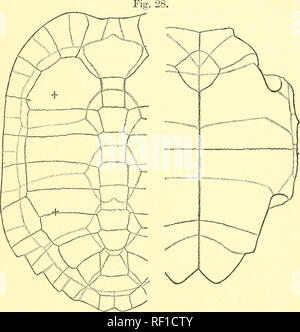 . Katalog Der chelonians, rhynchocephalians, und Krokodile im British Museum (Natural History). Chelonia (Gattung); Rhynchocephalia; Krokodile. 10. BELLIA. 99 median Naht, humerals die kürzeste; axillare und inguinalen Lagerschilden vorhanden. Kopf eher groß, Schnauze sehr kurze, nicht vorstehend; Oberkiefer stark gekrümmte auf jeder Seite, nicht angeschlossen; die Breite des Unterkiefers an der symphyse ist ein wenig kleiner als der Durchmesser des Orbits. Ziffern Schwimmhäuten zwischen den Krallen; Vorderseite des Unterarms und der Außenseite des Beins mit großen Querschnitten band - wie Schuppen. Shell dunkel. Shell von BcUia crassicollis. Braun oder b Stockfoto