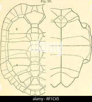 . Katalog Der chelonians, rhynchocephalians, und Krokodile im British Museum (Natural History). Neu hrsg. von George Albert Boulenger. Chelonia (Gattung); Krokodile; Rhynchocephalia. 10, BELLIA. 99 median Naht, humerals die kürzeste; axillare und inguinalen Lagerschilden vorhanden. Kopf eher groß, Schnauze sehr kurze, nicht vorstehend; Oberkiefer stark gekrümmte auf jeder Seite, nicht angeschlossen; die Breite von tho Unterkiefer an der symphyse ist ein bisschen weniger als tho Durchmesser von tho Orbit. Ziffern Schwimmhäuten zwischen den Krallen zu Tho; Vorderseite des Unterarms und der Außenseite des Beins mit großen Querschnitten band - wie Schuppen. Shell dunkel. Sh Stockfoto
