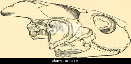 . Katalog Der chelonians, rhynchocephalians, und Krokodile im British Museum (Natural History). Chelonia (Gattung); Rhynchocephalia; Krokodile. 64 TESTTJDINIDiE. Fiff. 18. Bitte beachten Sie, dass diese Bilder sind von der gescannten Seite Bilder, die digital für die Lesbarkeit verbessert haben mögen - Färbung und Aussehen dieser Abbildungen können nicht perfekt dem Original ähneln. extrahiert. British Museum (Natural History). Abt. der Zoologie; Boulenger, George Albert, 1858-1937. London: Gedruckt im Auftrag des Kuratoriums Stockfoto