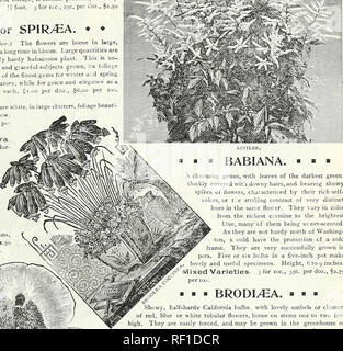 . Katalog der Blumenzwiebeln, Pflanzen und Samen für den Herbst einpflanzen. : 1895. Saatgut Industrie und Handel Kataloge; Gemüse; Blumen Samen Samen Kataloge Kataloge; Gräser, Samen Kataloge. . Bitte beachten Sie, dass diese Bilder sind von der gescannten Seite Bilder, die digital für die Lesbarkeit verbessert haben mögen - Färbung und Aussehen dieser Abbildungen können nicht perfekt dem Original ähneln. extrahiert. Peter Henderson &Amp; Co; Henry G. Gilbert Baumschule und Saatgut Handel Katalog Kollektion. New York: Peter Henderson &Amp; Co. Stockfoto