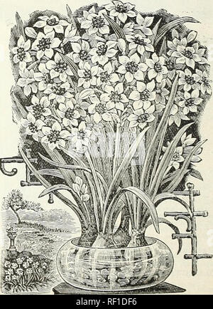 . Katalog der Blumenzwiebeln, Pflanzen und Samen für den Herbst einpflanzen. : 1895. Saatgut Industrie und Handel Kataloge; Gemüse; Blumen Samen Samen Kataloge Kataloge; Gräser, Samen Kataloge. ix Narzisse. 1/gewünschte per Post^ für Porto in Höhe von JSc hinzufügen. pC '*' Doz. Einzelne Lampen verschickt kostenlos, ydloV Sorten. Grand Soleil d'Or. Reich yeliow mit rötlich orange Schale - ein Liebling Betten und Schneiden. 3 Für ICC oder per Mail für j" 5 C., 40 C. pro dtz., $ 3,00 pro 100. Sonnenuntergang. Eine rerr. Lade - gekonnt Schöne und dis-tinct. Die Blüten sind getragen m Cluster von vier oder mehr, und von der die meisten Ex-qui Stockfoto