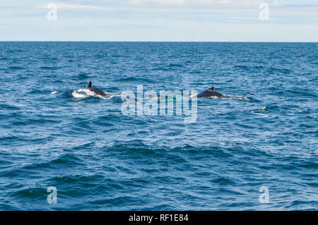 Eine Familie von Buckelwalen sucht./ beim Schwimmen im Atlantik. Whale Watching im Hafen von Boston in Massachusetts, USA Stockfoto