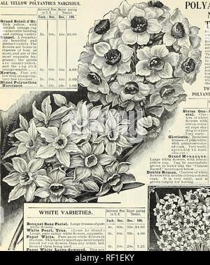 . Katalog der Herbst Glühlampen: 1898. Saatgut Industrie und Handel Kataloge; Gemüse; Blumen Samen Samen Kataloge Kataloge; Gräser, Samen Kataloge, Leuchtmittel (Pflanzen) Samen Kataloge. 24 PETER HENDERSON &Amp; CO., NEW YORK - Glühbirnen für Herbst einpflanzen. Alle GELBE PRIMEL NARZISSEN Grand Soleil d'Or. Reich gelb, mit rötlich-orange Schale - afavorite Betten und schneiden Vielzahl Sonnenuntergang. Eine remarka-bly Schöne und ausgeprägte Vielfalt. Die Blüten sind in Gruppen von vier oder mehr getragen, und sind der Exquisitesten fra-grance, die Blütenblätter sind Kanarische Inseln - Gelb, und die Tasse reichen Orange - Scharlach Newton. Feine yel - Stockfoto