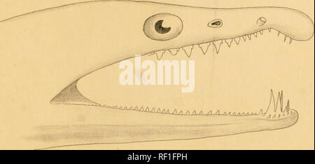 . Katalog Der apodal Fisch, in der Sammlung des British Museum. Aale. . Bitte beachten Sie, dass diese Bilder sind von der gescannten Seite Bilder, die digital für die Lesbarkeit verbessert haben mögen - Färbung und Aussehen dieser Abbildungen können nicht perfekt dem Original ähneln. extrahiert. British Museum (Natural History). Abt. der Zoologie; Kaup, J.J.(Johann Jakob), 1803-1873; Richardson, John, Sir, 1787-1865. London, Pub. im Auftrag des Kuratoriums Stockfoto