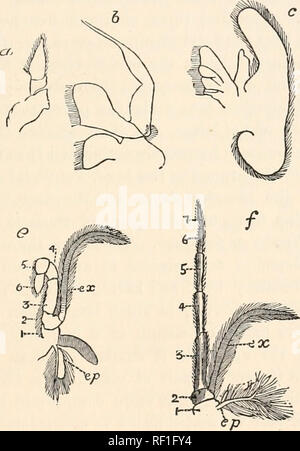 . Katalog der Australischen Stiel- und sessile-eyed Krebstiere. Das Australian Museum; Malacostraca - Australien; Malacostraca - Australien Sydney (N. S.W.); Krebstiere - Australien; Krebstiere - Australien Sydney (N. S.W.). INTEODUCTION. vn hingewiesen - die Rednertribüne; seine mittleren Teil entspricht der terga der Segmente oder Somiten, die es abdeckt; die seitlichen Teile, die ein Paar breite Klappen, die Kiemen und entsprechend der pleura Der cephalothoracic Segmente bilden, sind die brancliiostegites oder Gill - Abdeckungen genannt. Die Anhängsel vom cepthalothorax kann Stockfoto