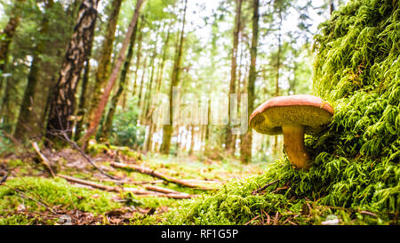 Ein steinpilz Pilz wächst auf Moos mit dem Wald im Hintergrund. Marco magische Welt der Pflanzen und Pilze. Pilze in Großbritannien. Stockfoto