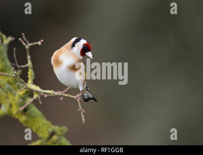 Stieglitz, Carduelis carduelis, auf einem Zweig im Winter Stockfoto