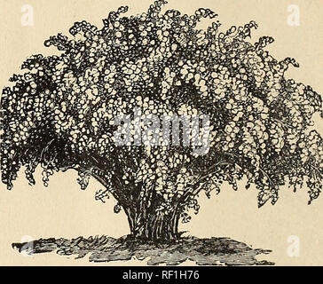 . Katalog. Baumschulen (Gartenbau) Ohio Kataloge; Baumschulen Ohio Kataloge; Obstbäume Sämlinge Kataloge Kataloge; Obst; Zierbäume Kataloge; Ziersträucher Kataloge; Blumen Kataloge. 60 illustriert und beschreibenden Katalog LIGUSTER (häufig). (Ligislrum vulgare). Hat zarte Blattwerk, schönen, weißen Blumen und Sträuße von schwarzen Beeren; in wärmeren Klimazonen Es ist ein immergrüner; die Blätter hängen sehr spät. Ein Val - Windows-meldung hedge Anlage. Kalifornien (Ovalifolium). Eine wünschenswerte Strauch, fast immergrüne, die zarten weißen Blüten in großer Fülle produziert; die Blüten besitzen einen pleasan Stockfoto