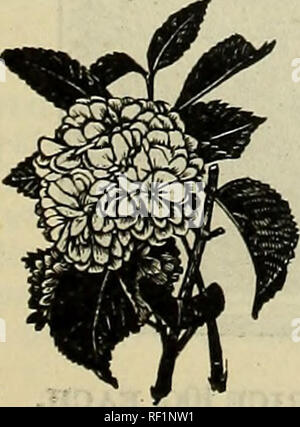 . Katalog der Grünen Kindergarten Co Baumschulen New York (State) Rochester Kataloge; Obstbäume Kataloge Kataloge; Beeren; Baumschulen; Obstbäume; Beeren. Lantana Schneeball. - im Volksmund "Wayfaring Baum, 1" bekannt und bildet eine große robuste Strauch mit weichen, schweren Blättern und großen Clustern von weißen Blüten im Mai, die von roten Früchten gelungen sind, schwarz in die Vollen. Es behält auch seine Laub sehr spät. Es sollte durch diejenigen, die wie die anderen viburnum oder Schneebälle, da es sich um eine robuste und gute Sorte gepflanzt werden. Preis, große Strauch, 10 C. doz., $ 1,00 (keine Mail).. Bitte beachten Sie Stockfoto