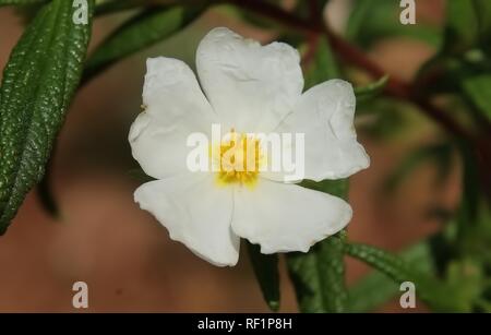 Cistus monspeliensis Stockfoto