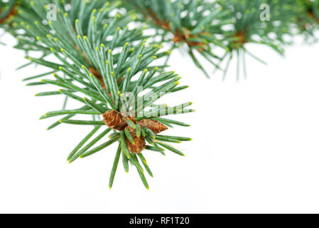 Fichte Zweige mit jungen Kegel auf einem weißen Hintergrund in close-up (hoch) Stockfoto