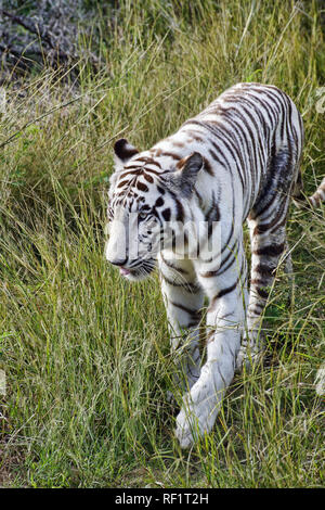 Bengal White Tiger - Panthera tigris Tigris Stockfoto