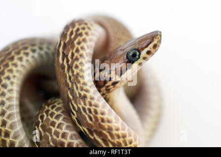 Gemeinsame wolf Schlange - Lycodon aulicus Stockfoto