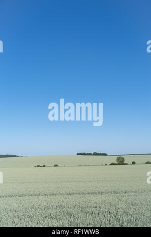 Podolien anbrachte Region der Ukraine, Frühling Landschaft. Grünes Weizenfeld und blauer Himmel Stockfoto