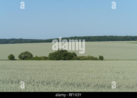 Podolien anbrachte Region der Ukraine, Frühling Landschaft. Grünes Weizenfeld und blauer Himmel Stockfoto