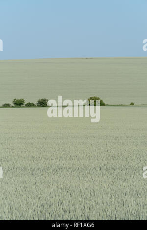 Podolien anbrachte Region der Ukraine, Frühling Landschaft. Grünes Weizenfeld und blauer Himmel Stockfoto