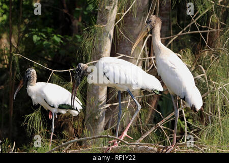 Holz Stork. Waldstorch, mycteria Americana in den Everglades Florida Stockfoto