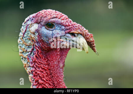 Wilde Türkei (männlich) - MELEAGRIS gallopavo Stockfoto