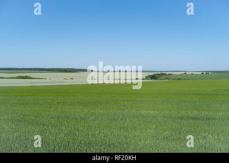 Podolien anbrachte Region der Ukraine, Frühling Landschaft. Grünes Weizenfeld Stockfoto