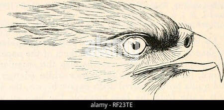 . Katalog der Vögel im British Museum. 280 FALCOSrO ^. Die Spots kleiner ou ihc am Schwanz - deckfedern und Schenkel, Letztere stärker getönt mit RUFOUS; unter Flügel - deckfedern weiß, dünn beschmutzt mit Schwarz, die Planlosen weitgehend ausgeschlossen; Stacheln und Schwanz braun, mit weit auseinanderliegende Bars von schwarz, fünf an der Zahl auf die letztere, ausgeprägter unten, die unter der Oberfläche weiß, Schattierung in Weißlichen ashy in Richtung der Spitze; cere Gelb; Bill Horn - Braun, Gelb an der Basis; Füße gelb, Krallen schwärzlich. Gesamtlänge 21-5 Zoll, culmen 1-8, Flügel 12-15, Schwanz 9-7, Tarsus 2-9. (Mms. Liigd.). Stockfoto