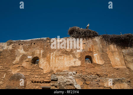 Storch im Nest gegen den blauen Himmel an der alten Wand der Ruinen. Stockfoto