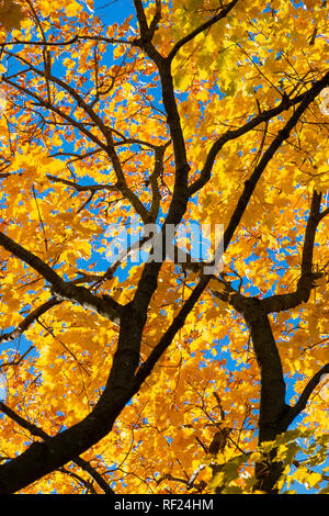 Helle Herbst Farben Gelb Ahornblätter Detail Stockfoto