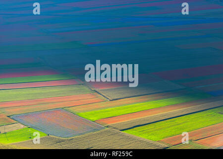 Italien, Umbrien, Sibillini Nationalpark, blühende Linsen am Piano Grande di Castelluccio Di Norcia Stockfoto