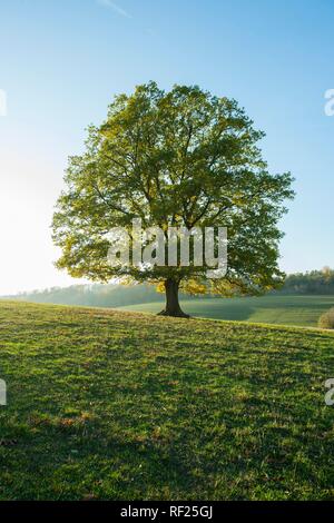 Englisch Eiche (Quercus robur), Solitärbaum, Thüringen, Deutschland Stockfoto