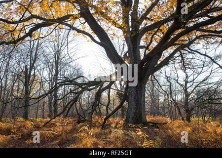 Herbstliche Stieleiche (Quercus robur) und Adlerfarn (Pteridium aquilinum) im Gegenlicht verfärbt, Sababurg Dschungel, Reinhardswald Stockfoto