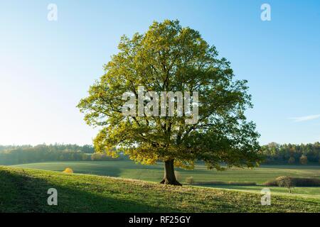 Englisch Eiche (Quercus robur), Solitärbaum, Thüringen, Deutschland Stockfoto