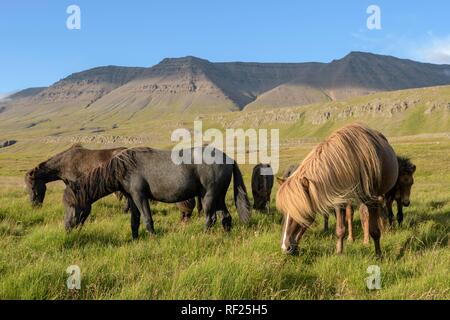 Isländische Pferde (Equus) islandicus grasen auf der Weide, Sauðárkrókur, Akrahreppur, Norðurland djupivogur, Island Stockfoto