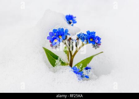 Vergissmeinnicht (Myosotis sylvatica) im Schnee, Deutschland Stockfoto