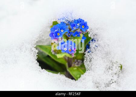 Vergissmeinnicht (Myosotis sylvatica) im Schnee, Deutschland Stockfoto