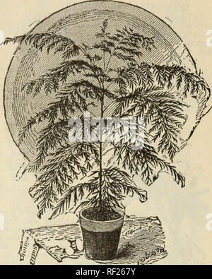 . Katalog von Obstbäumen, Evergreens, Rosen, etc. Baumschulen (Gartenbau) Kataloge; Baumschulen (Gartenbau) Georgia; Blumen; Kataloge Kataloge Kataloge Sträucher, Bäume, Obstbäume, Pflanzen, Zierpflanzen Kataloge Kataloge. I P J. Berckmans 1 JJescriptive Katalog. 65 Lambertii-rot; groß. Lucien Linden - Blumen, Gelb, gestreift und gefleckt leuchtend rot. Miniata - lebendige Rot, machbar. Sub-Violaceus - Crimson - getönt, Violett. ) Ttled rhite. Versicolor - Blumen Single; Purpurrot und Weiß. Zebrinns-Rot, gestreift JASMIUM. Die duftenden blühenden Sträuchern. (1001 Jasmin Sambac) - Blume Stockfoto