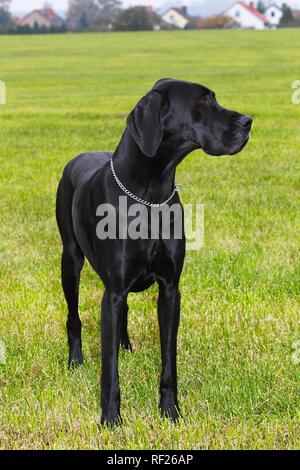 Dogge (Canis Lupus Familiaris), Hunderasse, Deutschland Stockfoto