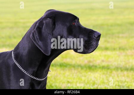 Dogge (Canis Lupus Familiaris), Hunderasse, Tier Portrait, Deutschland Stockfoto